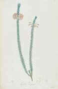 Description des plantes rares que l'on cultive à Navarre et à Malmaison (Pierre Joseph Redouté) - Muzeo.com