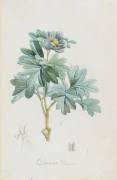 Description des plantes rares que l'on cultive à Navarre et à Malmaison (Pierre Joseph Redouté) - Muzeo.com