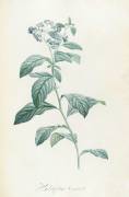Description des plantes rares que l'on cultive à Navarre et à Malmaison (Pierre Joseph Redouté) - Muzeo.com