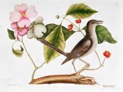 Dogwood: Cornus florida (Mark Catesby) - Muzeo.com