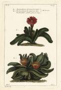 Elkhorn plant (Dupin) - Muzeo.com