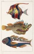 Exotic fish from the Moluccas (anonymous) - Muzeo.com