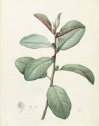 Ficus Rubeginosa (Pierre Joseph Redouté) - Muzeo.com