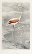 Flamingo (Edouard Travies) - Muzeo.com