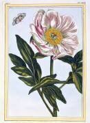 Flesh coloured Common Peony (Pierre-Joseph Buchoz) - Muzeo.com