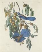 Florida Jays (John James Audubon) - Muzeo.com