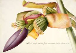 Flower of the Banana Tree (Georg Dionysius Ehret) - Muzeo.com