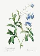 Forget-me-not (Pierre Joseph Redouté) - Muzeo.com