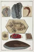 Fossils (anonymous) - Muzeo.com
