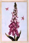 Foxglove Digitalis (Pierre-Joseph Buchoz) - Muzeo.com