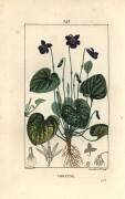 Fragrant Violet - Sweet violet (Pierre Jean Francois Turpin) - Muzeo.com