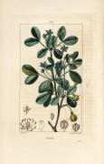 Gaiac or holy wood (Pierre Jean Francois Turpin) - Muzeo.com