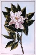 Gardenia G (Pierre-Joseph Buchoz) - Muzeo.com