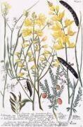 Genista (Georg Dionysius Ehret) - Muzeo.com