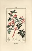 Geranium grass a Robert (Pierre Jean Francois Turpin) - Muzeo.com