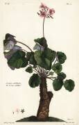 Geranium umbellicatum (Dupin) - Muzeo.com
