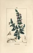 Germandree petit oak - Germander (Pierre Jean Francois Turpin) - Muzeo.com