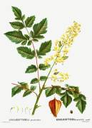 Goldenrain tree (Pierre Joseph Redouté) - Muzeo.com
