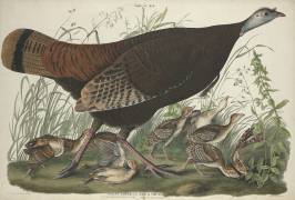 Great American Hen and Young (John James Audubon) - Muzeo.com