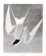 Great Turn, Male, Spring Plumage (John James Audubon) - Muzeo.com