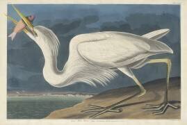 Great White Heron (John James Audubon) - Muzeo.com