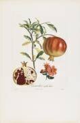 Grenadier a fruit doux (Pierre Jean Francois Turpin) - Muzeo.com