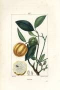 Gutte (Pierre Jean Francois Turpin) - Muzeo.com