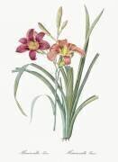 Hemerocallis Fulva (Pierre Joseph Redouté) - Muzeo.com