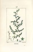 Herniary glabrous or turquette (Pierre Jean Francois Turpin) - Muzeo.com