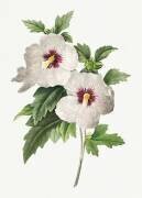 Hibiscus syriacus (Pierre Joseph Redouté) - Muzeo.com