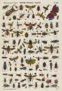 Histoire naturelle : insectes (anonymous) - Muzeo.com
