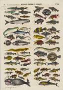 Histoire naturelle : poissons (anonymous) - Muzeo.com