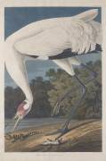 Hooping Crane (John James Audubon) - Muzeo.com