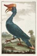 Hornbill (anonymous) - Muzeo.com
