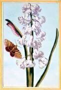 Hyacinthe (Pierre-Joseph Buchoz) - Muzeo.com