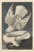 Iceland or Jer Falcon (John James Audubon) - Muzeo.com