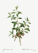 Ilex cassine (Pierre Joseph Redouté) - Muzeo.com
