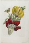 Inflorescence of Banana (Maria Sibylla Graff Merian) - Muzeo.com