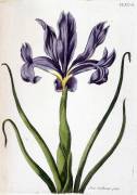 Iris bulbeux pâle (Maria Sibylla Graff Merian) - Muzeo.com