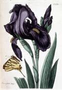 Iris à feuille large - in “Histoire générale des insects de Surinam et de toute l'Europe” (Maria Sibylla Graff Merian) - Muzeo.com