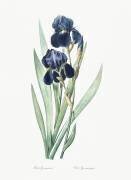 Iris Germanica (Pierre Joseph Redouté) - Muzeo.com
