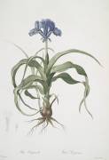 Iris Scorpioides (Pierre Joseph Redouté) - Muzeo.com