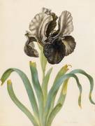 Iris Susiana (Maria Sibylla Graff Merian) - Muzeo.com