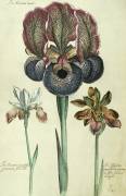 Iris susiana major and Iris bisantina angustifolia (Georg Dionysius Ehret) - Muzeo.com