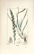 Ivraie (Pierre Jean Francois Turpin) - Muzeo.com