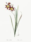 Ixia Tricolor (Pierre Joseph Redouté) - Muzeo.com