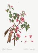 Judas tree (Pierre Joseph Redouté) - Muzeo.com
