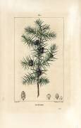 Juniper tree (Pierre Jean Francois Turpin) - Muzeo.com