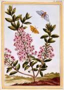 Kalmia augustifolia (Pierre-Joseph Buchoz) - Muzeo.com