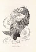 Kouanon, the goddess of grace and a fish (Hokusai) - Muzeo.com